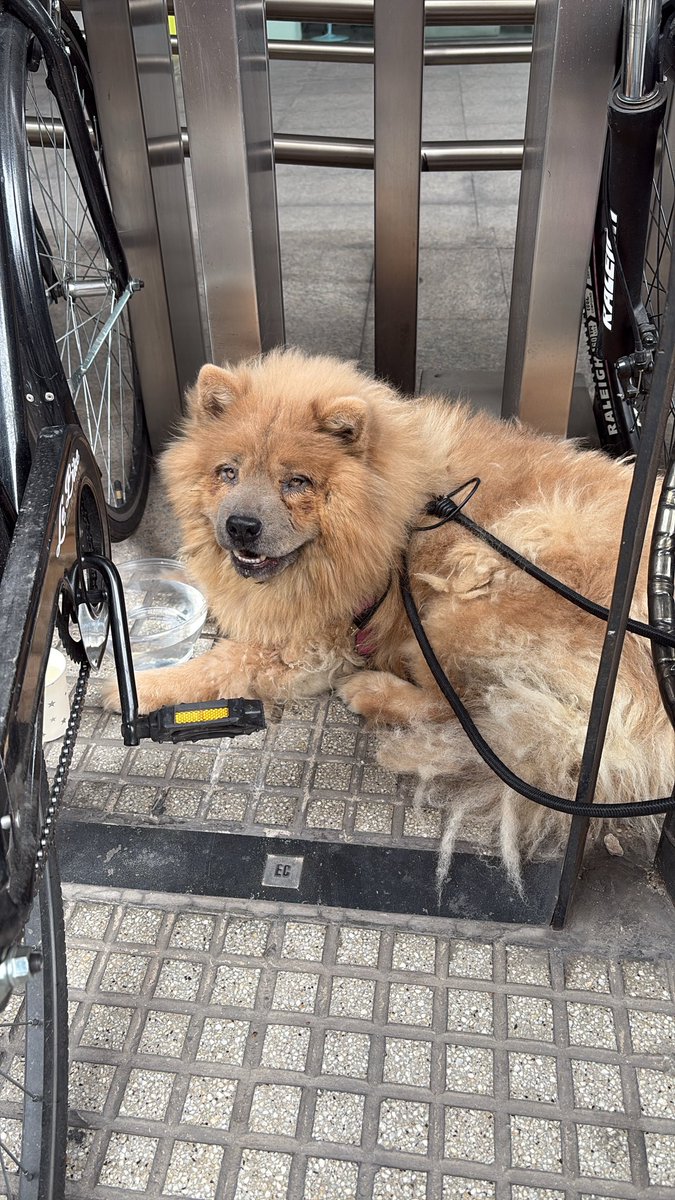 Rosau2022's tweet image. @lagarzasosa_ hola este perro corría muy asustado tal vez se le escapó a alguien. Lo ataron en la puerta del congreso está tranquilo 
Rivadavia y riobamba