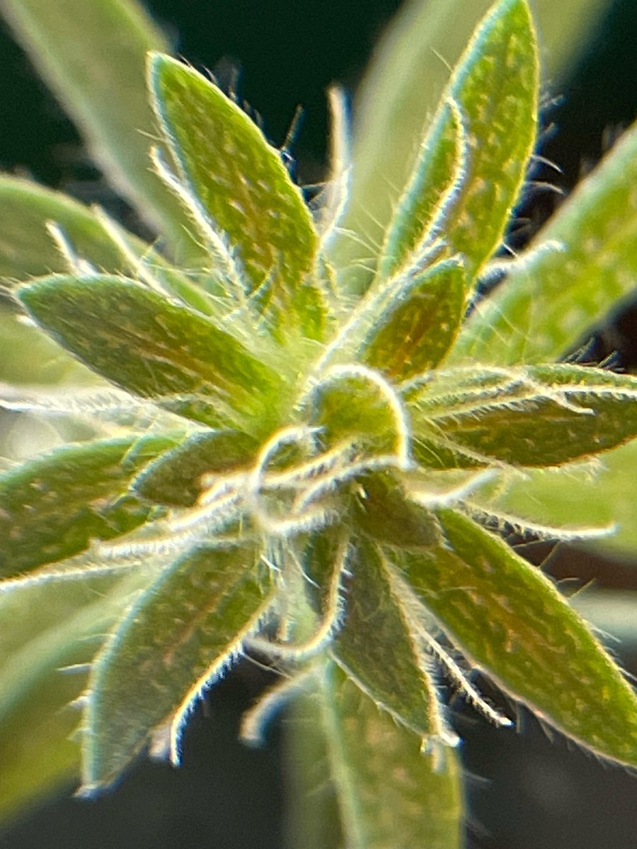 Breanne Tidemann tweet media