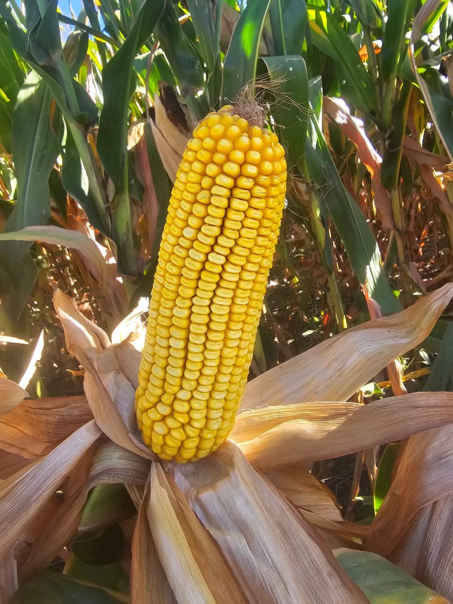 stinesemillas tweet media