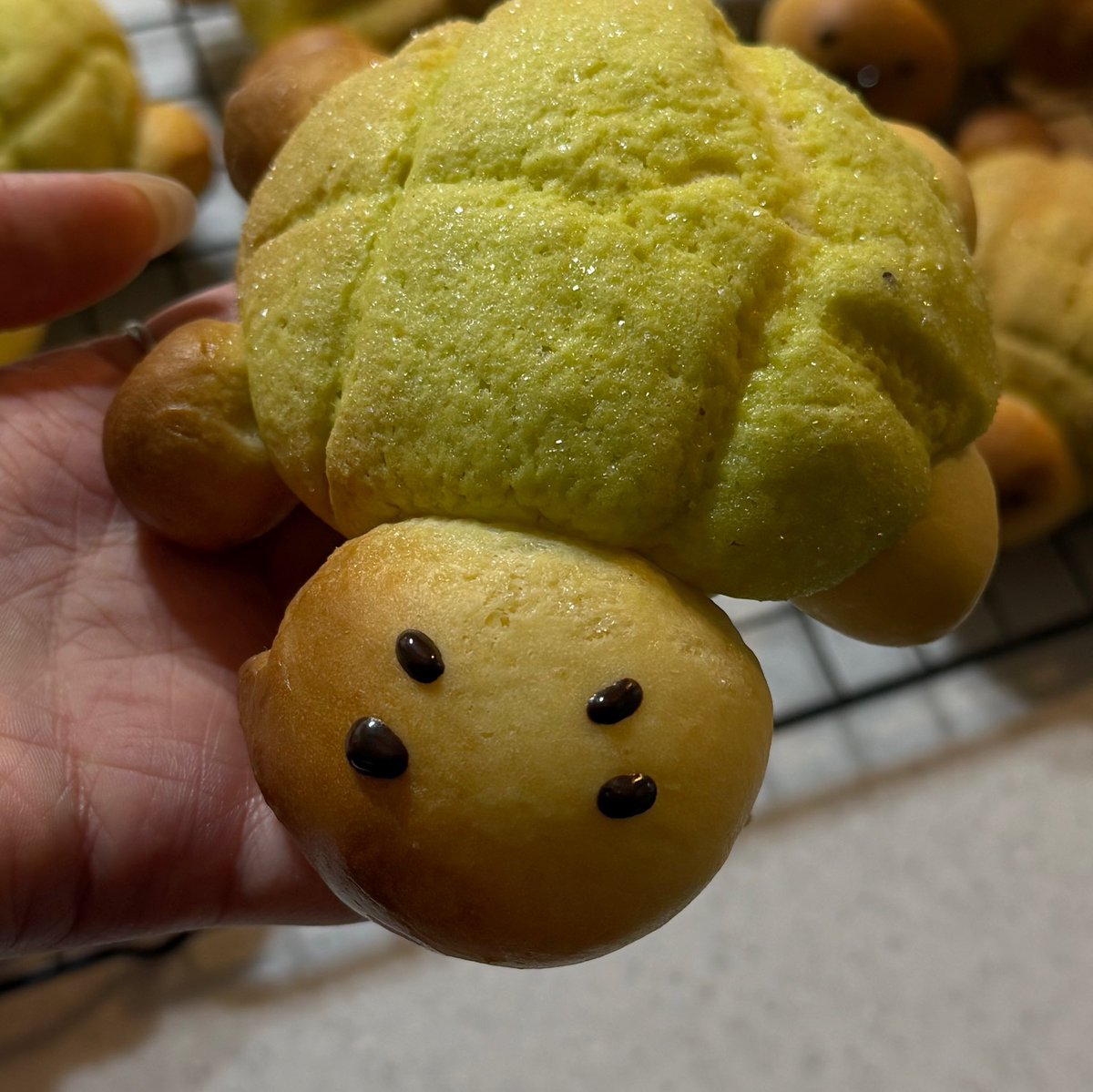 헉 딴얘기해서 ㅈㅅ한데..
제가만든 기니거북 봐주세요