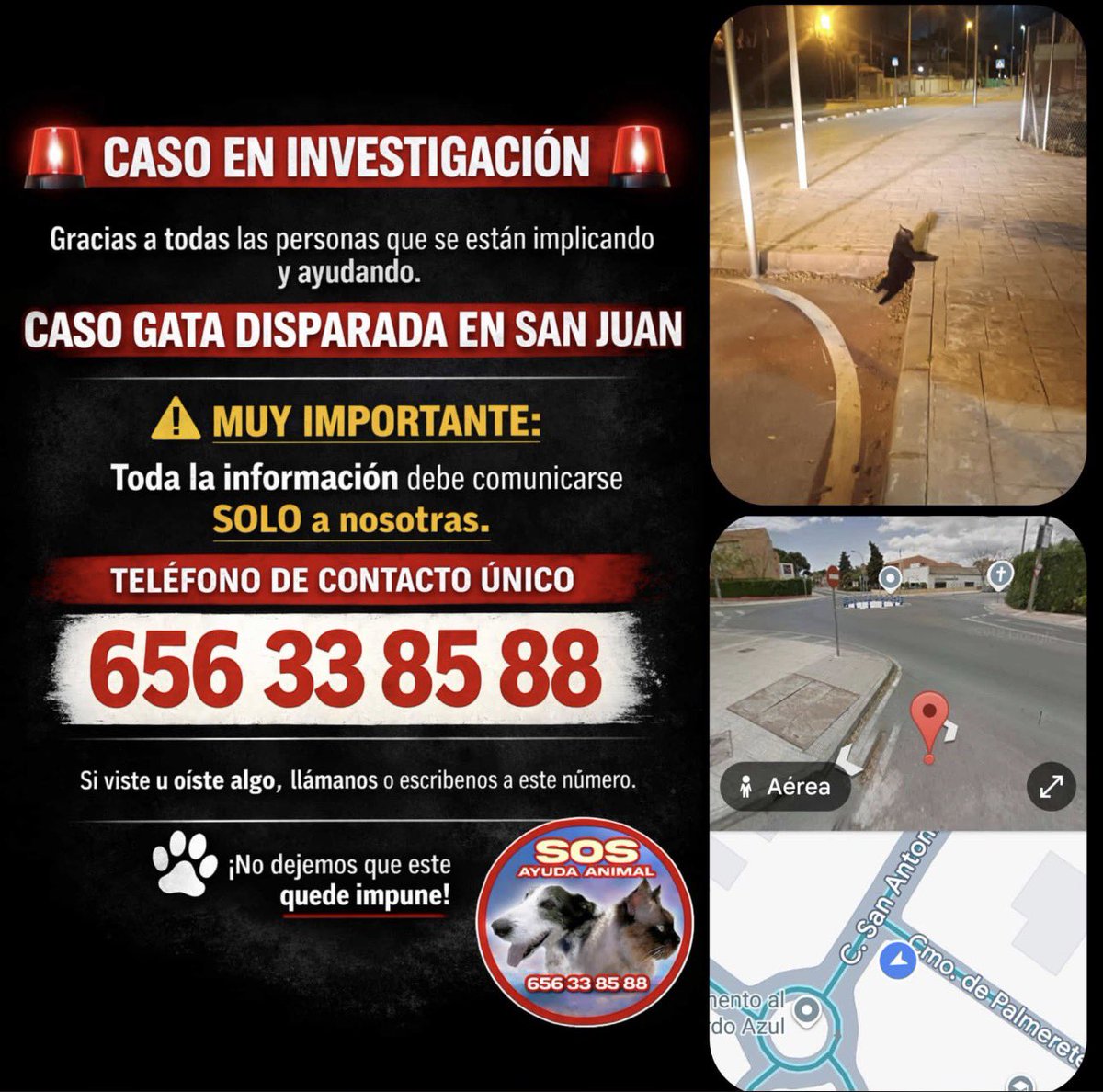 troyadearco's tweet photo. Necesitamos colaboración ciudadana.
Han #disparado a esta #gata en #Santjoan d’alacant dejándola paralítica. 
Al llevarla al veterinario, han visto que tenía otro balín en su cuerpo ya cicatrizado.
Alguien por la zona se dedica a disparar a los gatos. Buscamos información. https://t.co/GXUO58uZjJ