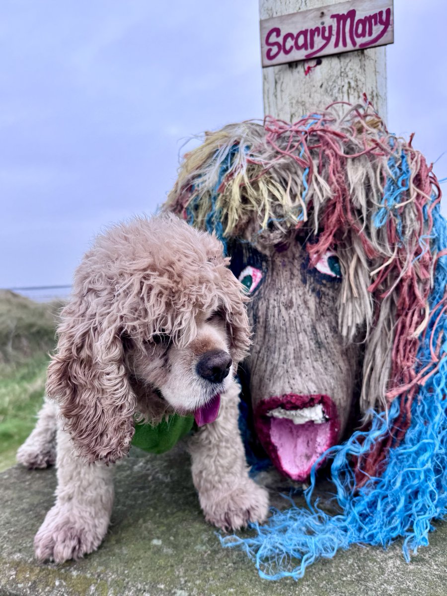 SpanielsSuper's tweet image. On our walk we met #ScaryMary #IYKYK 
She stuck her tongue out at me #Rood 
I stuck mine out back at her! 😂