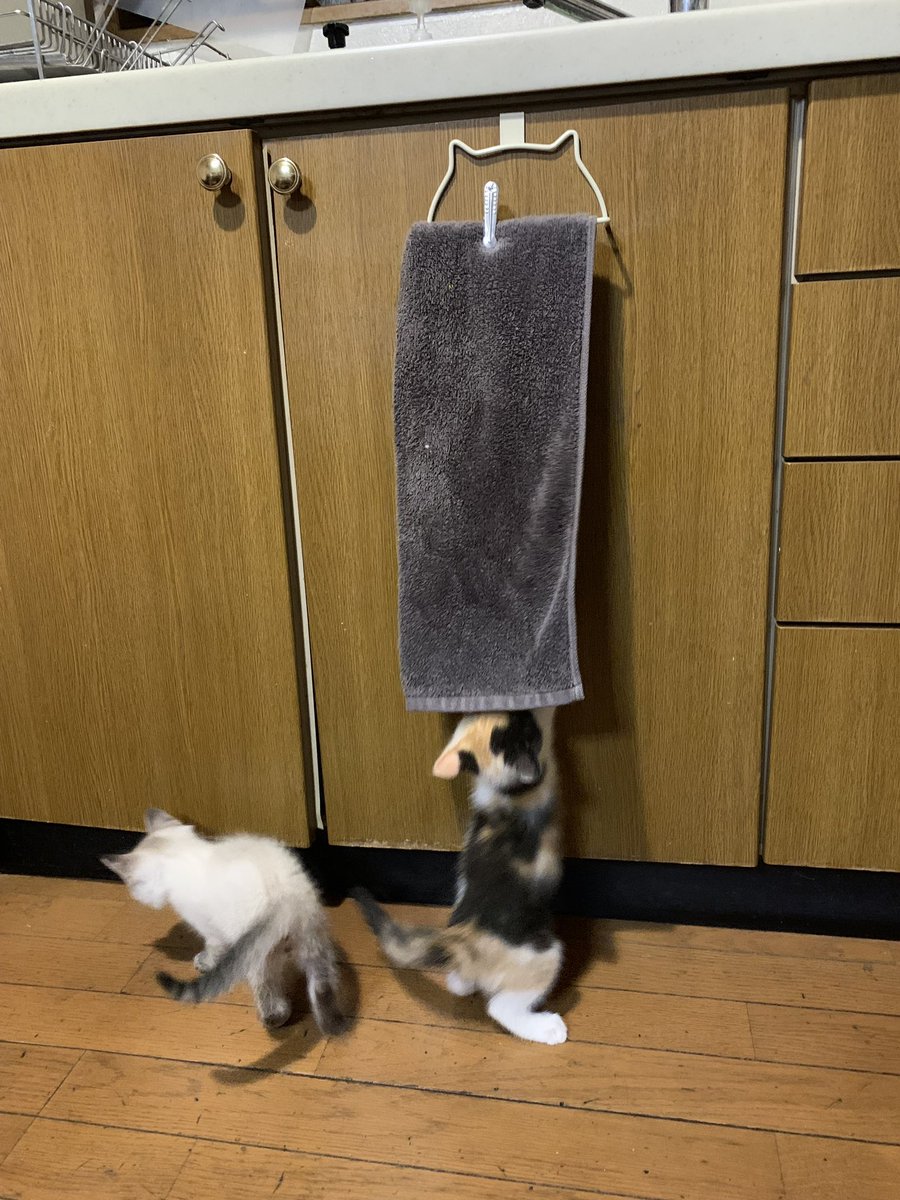 とらねこ🍺 (@chatoraneko) / Posts / X