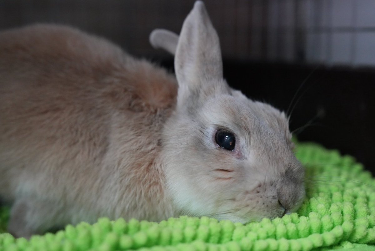 もか男さんはおじいちゃん。
変な体勢でよく眠る💤
#うさぎ　#動物