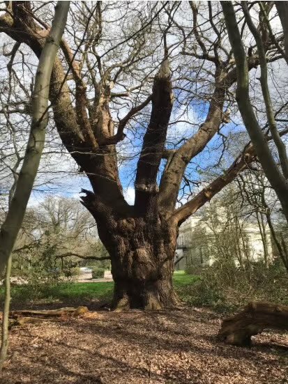 WeirdMedieval's tweet photo. A beautiful and healthy 400 year old oak tree near my house was mysteriously assessed as “dying” and cut down after surveyors said it was thriving

probably a coincidence that the landowner wants to let a local football club pave over the site but couldn’t bc of the tree https://t.co/QoILHrZHql