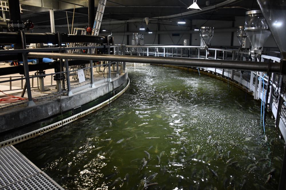 Dänemark/Norwegen: Nordic Kingfish kämpft mit Schulden dlvr.it/TQrx0l