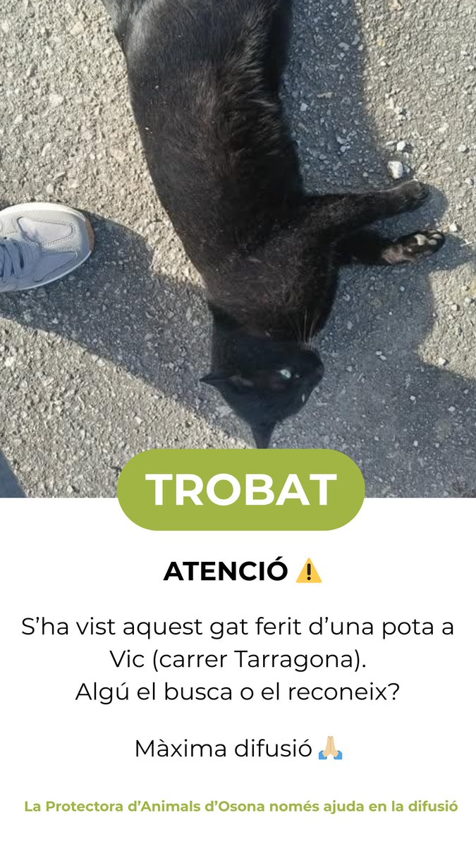 ATENCIÓ ⚠️: S’ha vist aquest gat ferit d’una pota a #Vic (carrer Tarragona). Algú el busca o el reconeix? Màxima difusió 🙏🏼

La Protectora d’Animals d’Osona només ajuda en la difusió.

#NoAbandonis #Osona