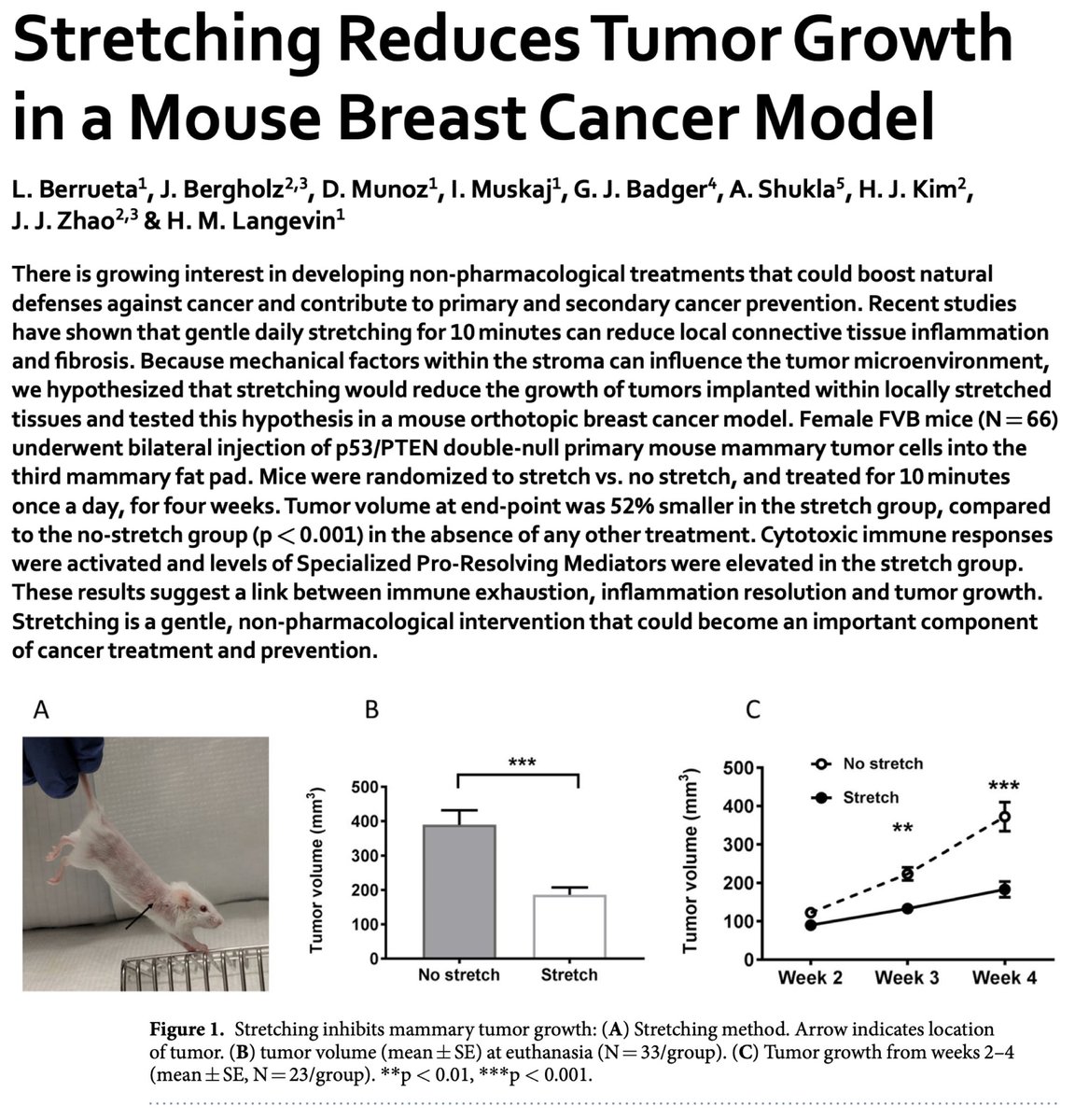 Stretching has anti-inflammatory and anti-cancer effects, slowing tumor growth in mice and affecting many of the same biochemical pathways as aspirin.

“Mice were randomized to stretch vs. no stretch.. Tumor volume at end-point was 52% smaller in the stretch group, compared to