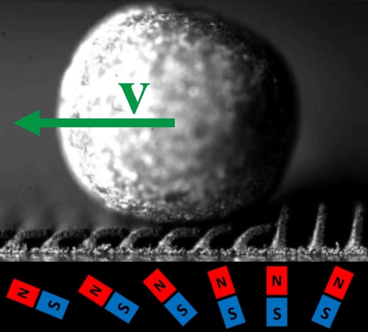 MAESTRI_DN tweet media