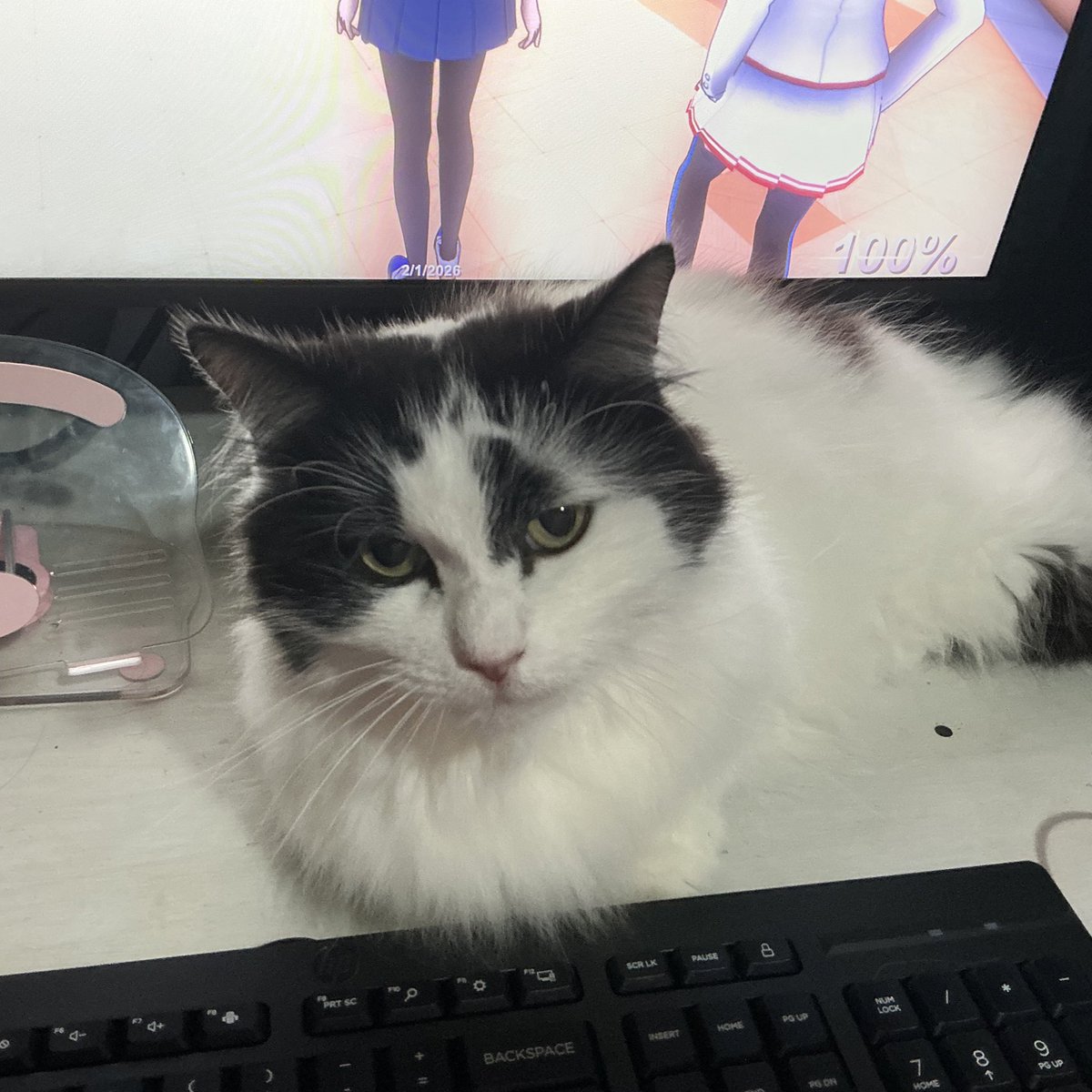 moefulyui's tweet image. I js trying to play my game kitty Noooo kitty