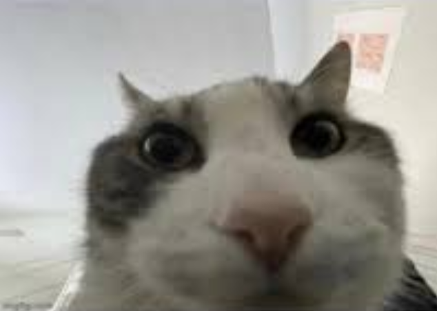 Kanna__Cat's tweet image. &amp;gt;Your face picture get immediately deleted after age verification
&amp;gt;look inside 
&amp;gt;data breach that include your face 12 months later