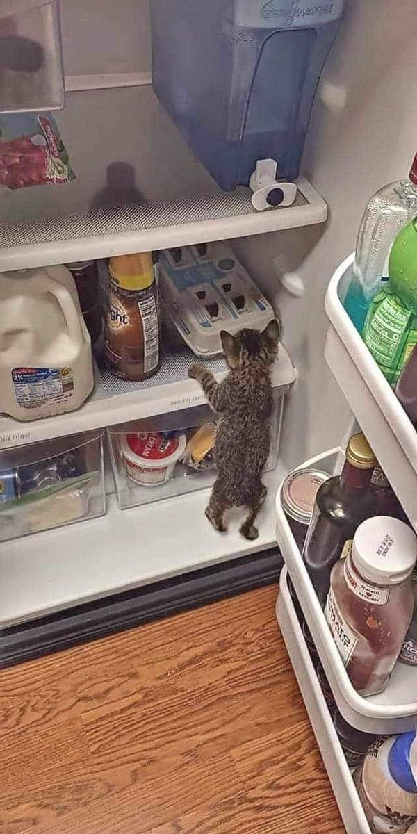 displaymob's tweet image. 냥부해 촬영도중 고양이로 변해버린 왕셰프님