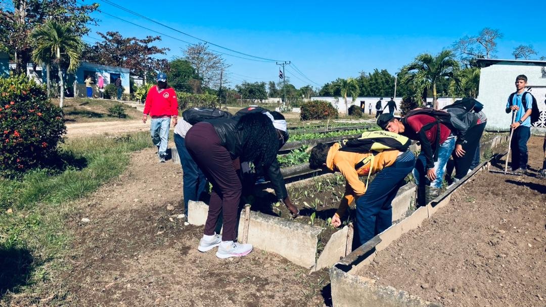En el Centro Politécnico Leonides Blanco González; los estudiantes de los grupos 1A y 2A de la especialidad de Agronomía, se trabaja en la recuperación del organoponico para la producción de alimentos. 
#PinardelRío #CubaMined #SanJuanyMartínez