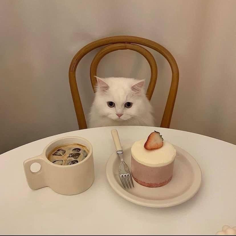 gal౨ৎ tweet media