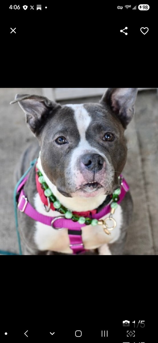 MyBoxerLuvMac1's tweet photo. 💔Cardi💔
#NYCACC #101498 7y
▪️ReListed TBK: 2/10💉
#AdoptMe 

Precious sweetie's💔, stressed in tiny crate!
Fixates on transfer door, chews it causing face/paws swelling.
Beautiful lady's smart, knows cues!
Adores ppl, loves car rides, bath X, being groomed!
Social, affectionate  w volunteers, grt on walks.
Has mammary tumors & dermal mass.
Deserves loving, N.East #Foster/#Adopter, 4 security, MD 2 heal, as solo pet, 2 blossom into her golden yrs, always by yr side.

DM @CathyPolicky
Pls #Pledge4Rescue
💞C
https://t.co/jv8R2WiUMi