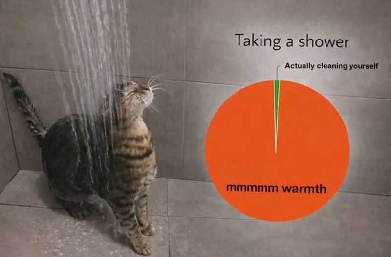 Tweets Of Cats tweet media