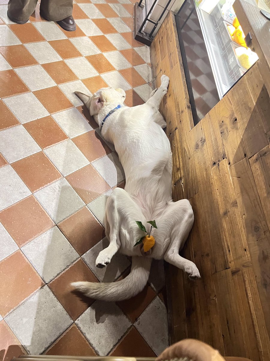 小蒂娜 tweet media