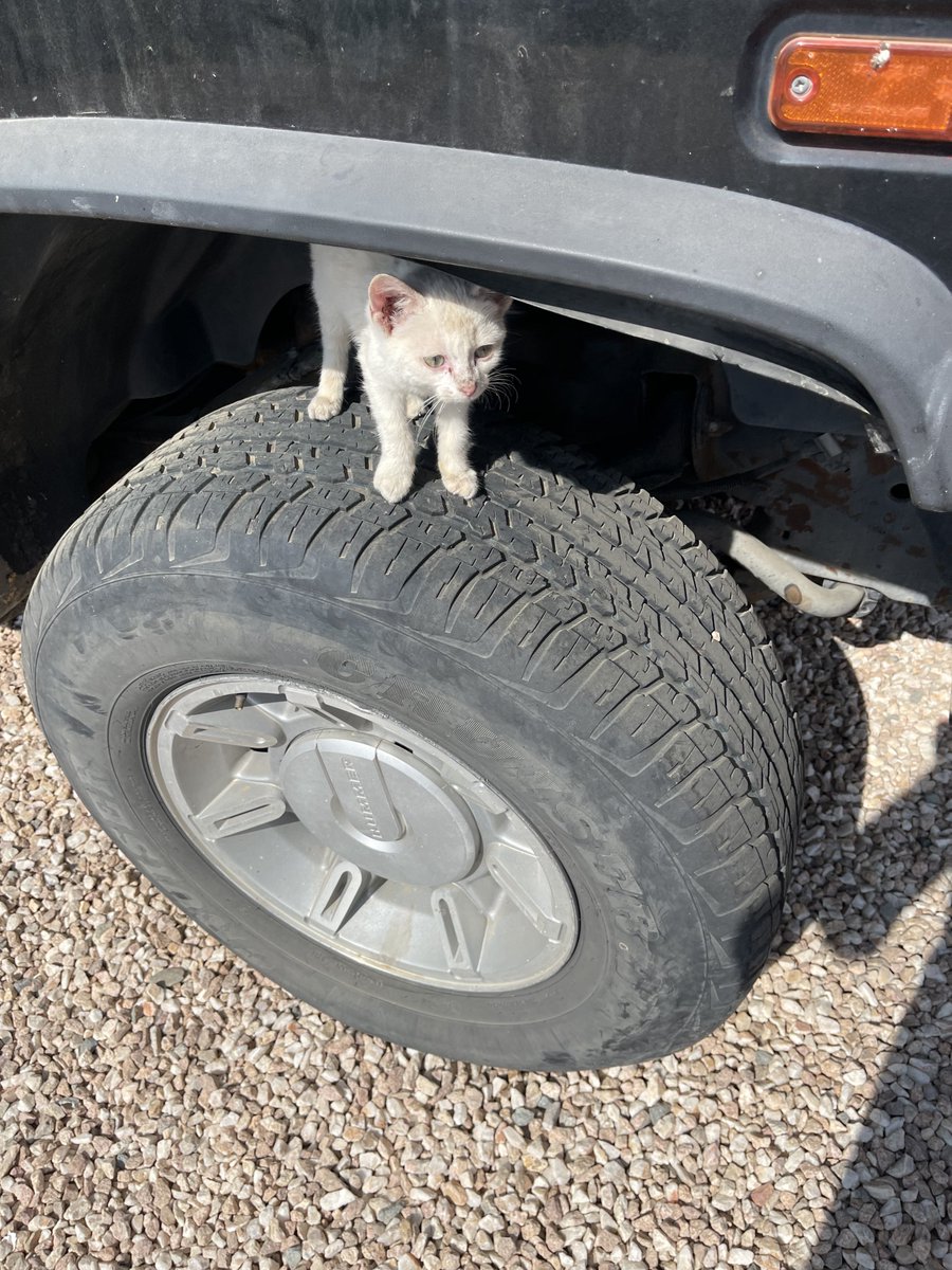 anothertry12's tweet image. زميل شاهي