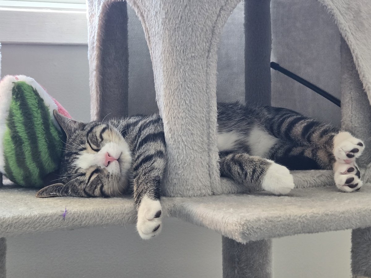 Suz_222's tweet photo. Sleeping beauty https://t.co/GfOtmxE34Z