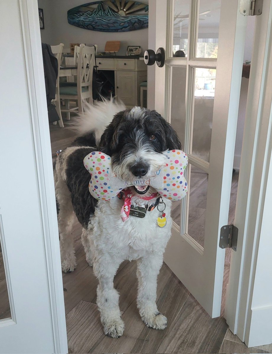 creek_moose's tweet image. Trying to convince mom to get off the clicky clacky machine and come play with me! #MondayMotivaton #dogsoftwitter #DogsOfX