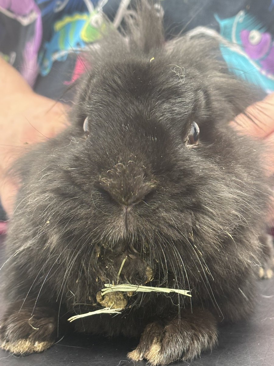 Carrot Cottage Rabbit Rescue tweet media