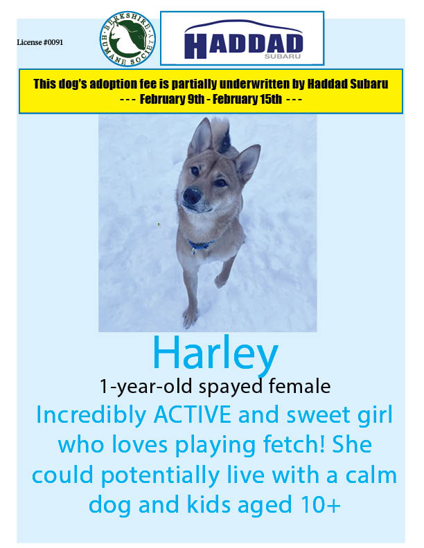 Harley is our <a href="/HaddadSubaru/">Haddad Subaru</a> #dogoftheweek - If she wins over your heart &amp; you adopt her by February 15th, a portion of her adoption fee will be underwritten by Subaru! #adoptashelterdog 
berkshirehumane.org/adopt/dogs/