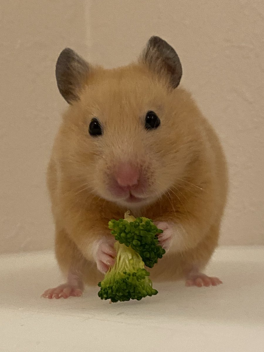 ムギちゃん、
お豆腐も、ブロッコリーも
だ〜いすきﾀﾞﾈ(՞˶･֊･˶՞)❣

#ハムスター