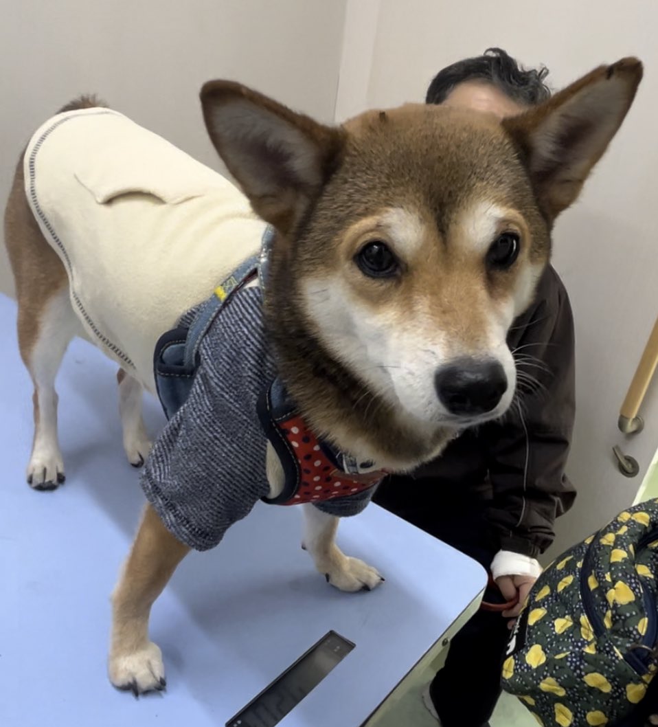 おおあみなおこ tweet media