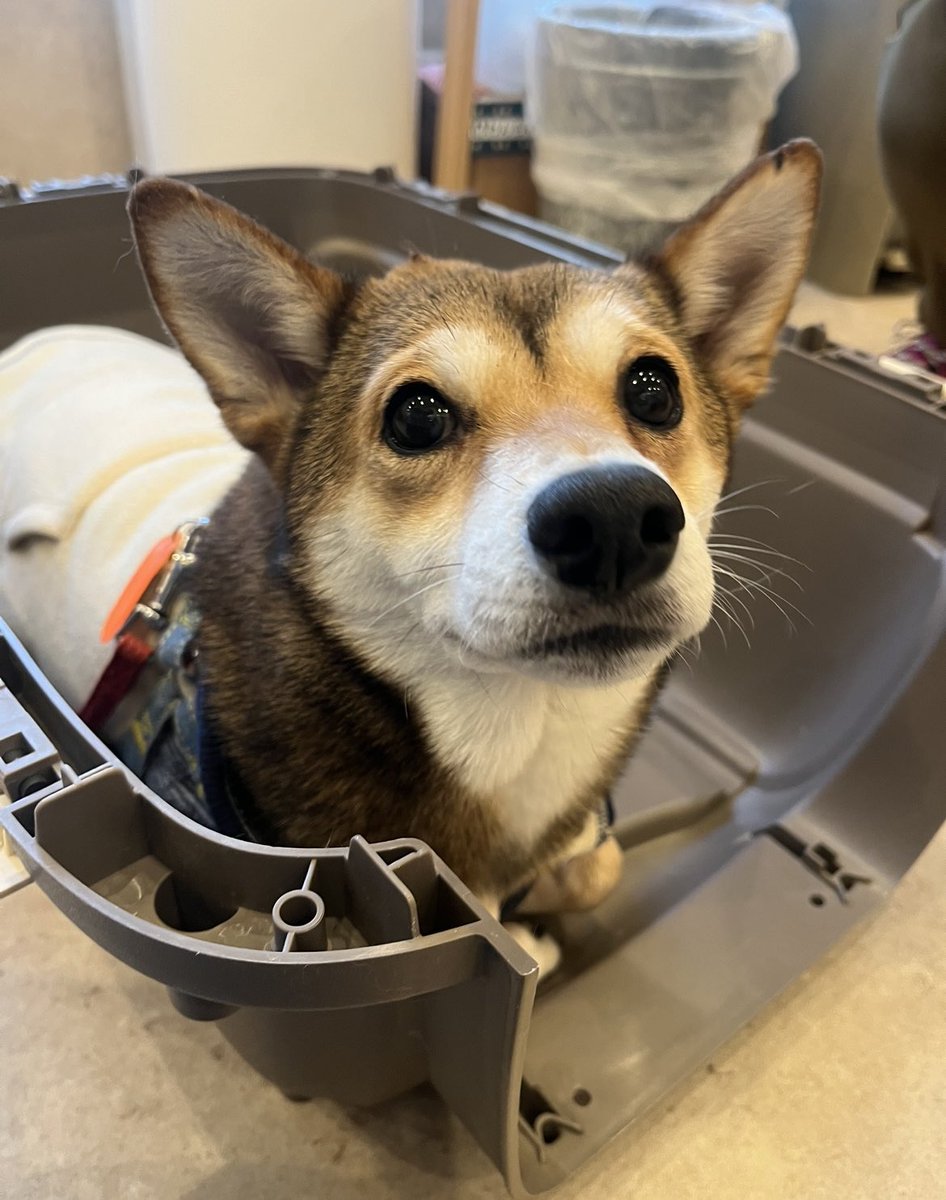 １月の話なんですが
獣医さんからの相談で、噛み付く柴犬を保護してもらえないか、今直ぐ安楽死してくれと飼い主からの言われたんだが安楽死なんて嫌だと…

そこで飼い主さんと話をさせてもらったんですが、「殺すと決めたから」とか言われて焦った

動物病院で落ち合って、譲ってもらう事できてホッ