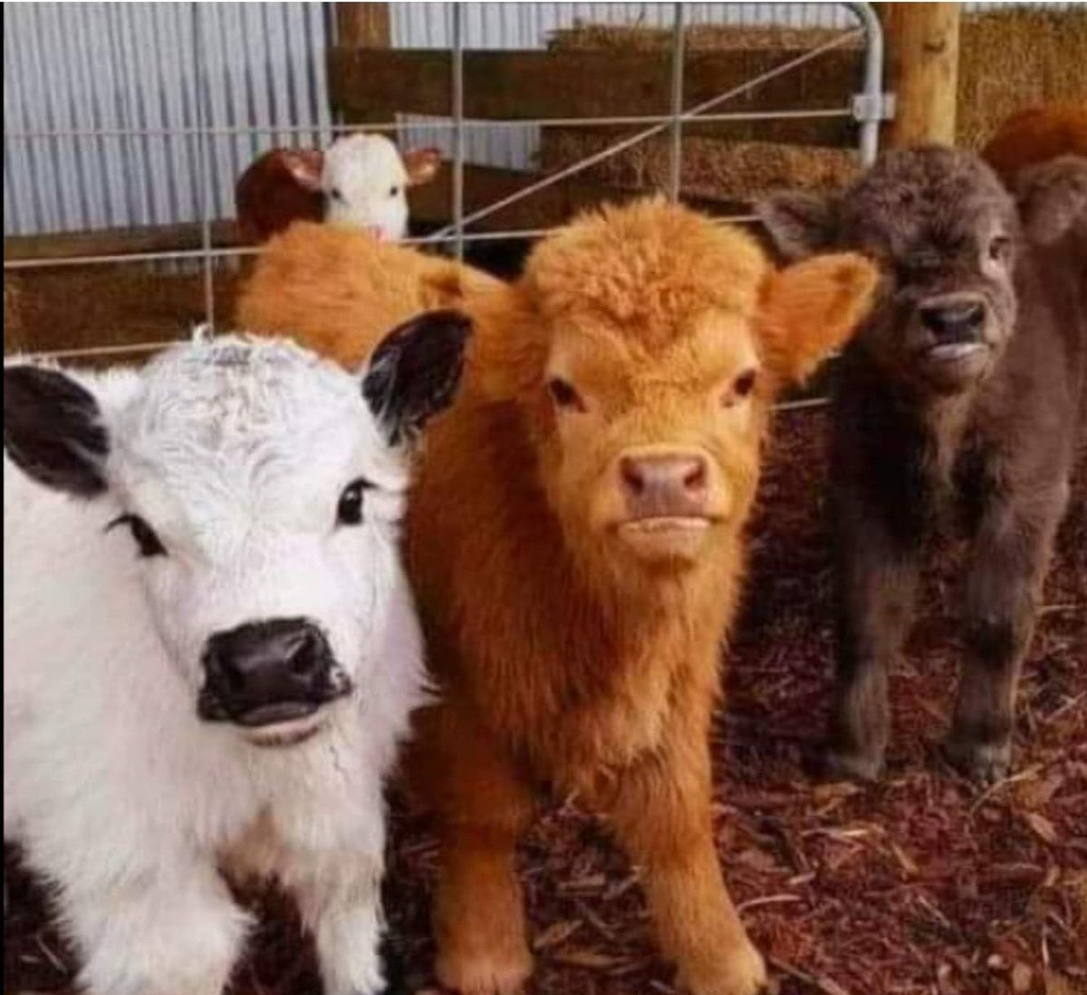 Abs261's tweet photo. Vanila ♥️
Butterscotch ♥️♥️
Chocolate ♥️♥️♥️
#chocolate_day https://t.co/DjtiMznDY0