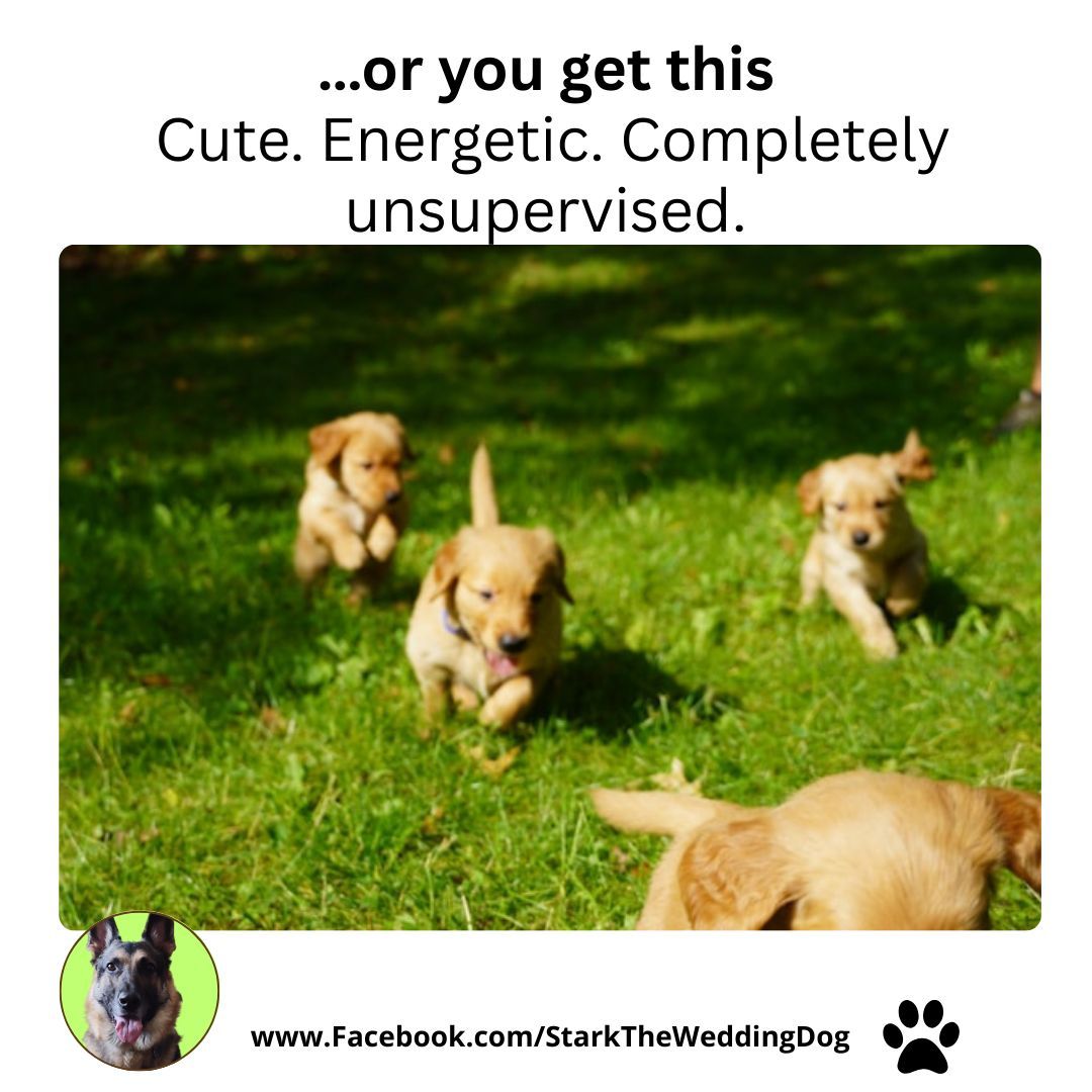 🐾 CBO Tip: Inviting kids to your wedding?
Have a plan.
Sitters. Activities. Communication.

Hope is not a strategy.
— Stark 🦴 
buff.ly/2A2245M

#MemoFromTheCBO #WeddingPlanningTips #WeddingEtiquette #TheBarkSideOfWeddings