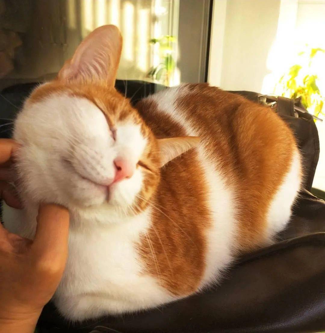Kvityn's tweet photo. "Long day My fur baby’s purrs are my reset button " https://t.co/eu8kyc4fpE