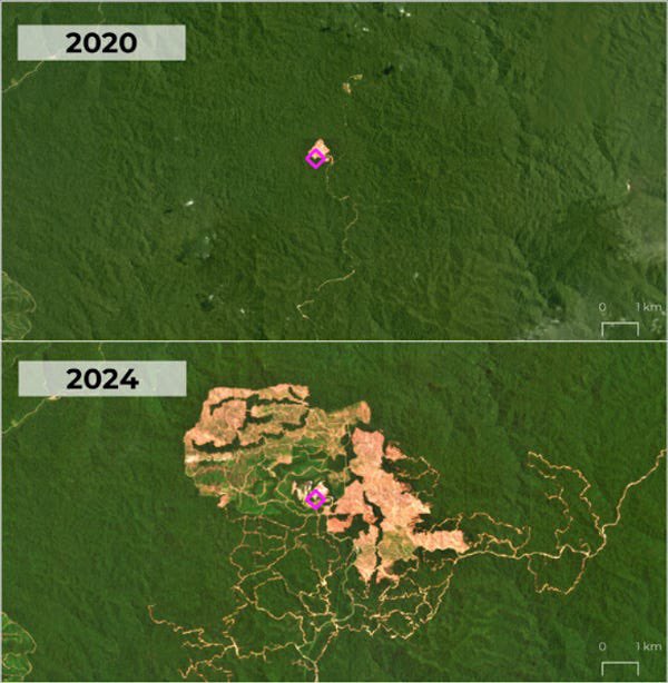 “The argument pushed by governments &amp; industry that the emissions can be ignored because new trees will absorb them in the future is both wrong &amp; dangerous.”

Woody biomass is a false climate solution &amp; a massive threat to Indonesia’s forests
open.substack.com/pub/reddmonito…