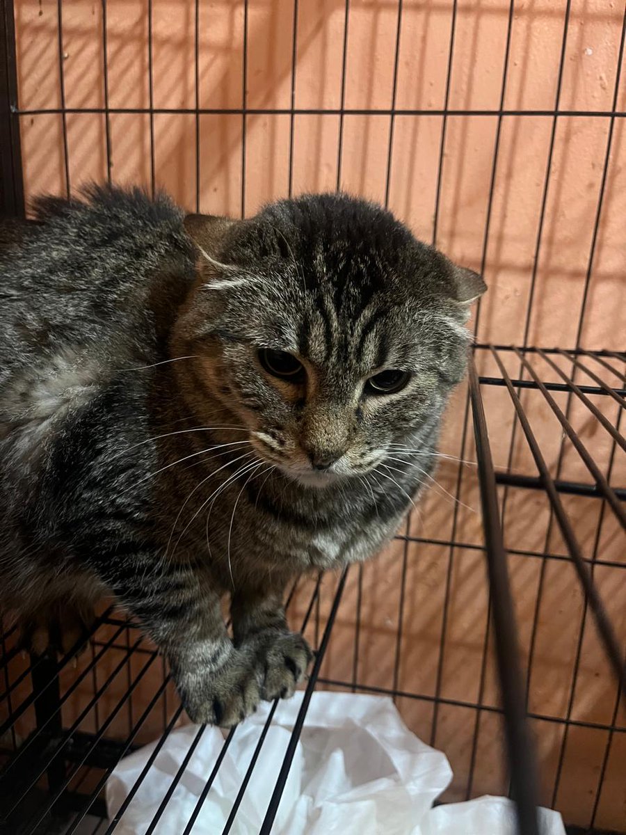 Valentina buscó comida en un puesto de quesadillas y recibió aceite hirviendo a cambio. 💔 Tras una dura recuperación, hoy está sana, pero su mirada es de tristeza: lleva demasiado tiempo en una jaula esperando un hogar.
​¡No dejes que se apague! Adóptala aquí. 👇🐾 CDMX