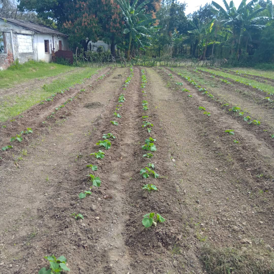 Y Azutecnia Azcuba no se detiene ... Ante las dificultades los trabajadores se suman para asegurar la producción de alimentos..
#DePieYCombatiendo
#CubaEstáFirme
#UnidosXCuba
#GenteQueSuma