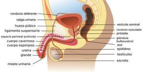 Cómo RECUPERARTE Rápido Después de Eyacular. 

Y Prepararte Para la Segunda Ronda Como un ANIMAL. A Nivel Fisiológico

Si te apagas demasiado pronto, te estás perdiendo lo mejor.

Aprende a recuperarte rápido y mantener el impulso.

 🧵