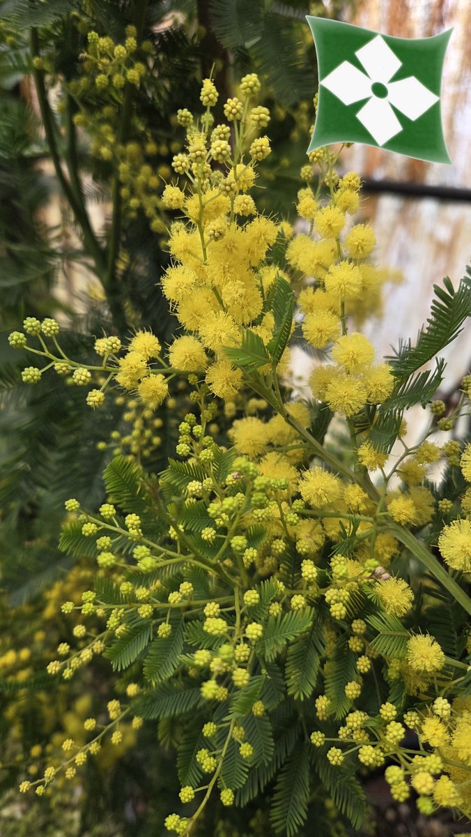 Zini_Piante's tweet photo. Acacia dealbata 'Les Gaulois'
Pépinières Zini Piante - Pistoia - Italie
https://t.co/w6QkeHgTio https://t.co/XTbGYeNLMh