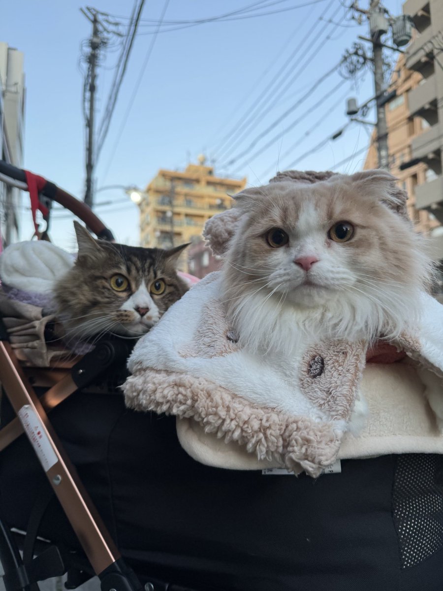 #うちのデニャーズ
 おさんぽ🐈🐈