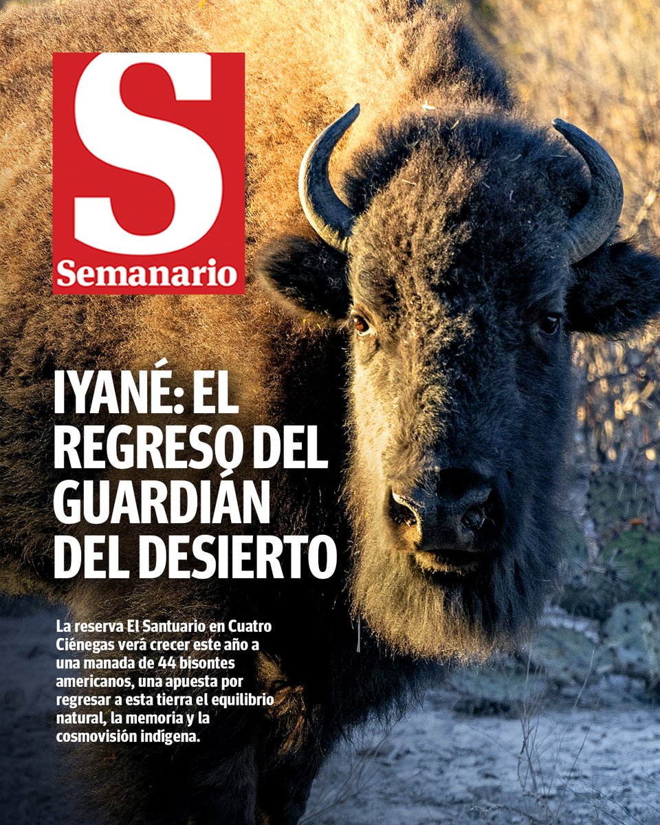 vanguardiamx's tweet photo. 🦬 Tras 150 años de ausencia, el bisonte americano volvió a Cuatro Ciénegas. Su reintroducción no sólo busca recuperar una especie emblemática, sino reactivar pastizales, mejorar la infiltración del agua y restaurar el equilibrio ecológico del desierto coahuilense.

🔗 Conoce más detalles en nuestro Semanario. 👉 https://t.co/uioGX2PdAY

✒️: Aracely Gallegos | 📷: Omar Saucedo y cortesía Fundación Pro Cuatrociénegas |  Portada: Roberto González