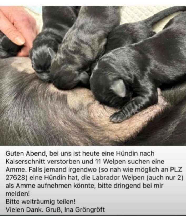 3kids2dogs1life's tweet image. #twitterrudel  🆘️
Wer kann helfen? 
Bitte teilen!
Telefonnummer gibt es bei mir.