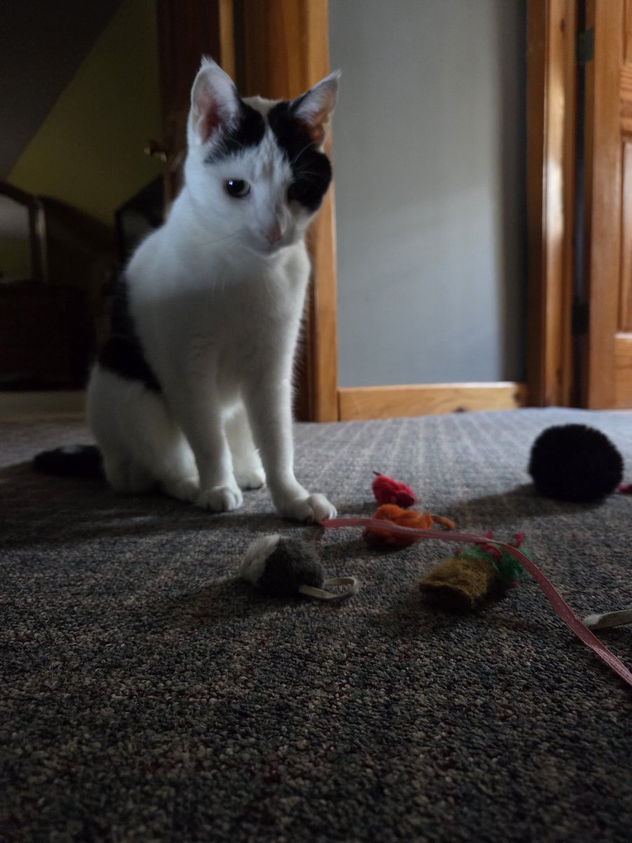 TheSprinklesCat's tweet photo. Having a #MovingMonday wif my string this morning. Trying to keep warm. It was -18 today! 11am + up to zero! Stay warm furrends, I will! Hope mew have a purrfect #KittyLoafMonday, too! #cowcat #CatsOfTwitterX #AdoptDontShop #StaySafeFurrends https://t.co/MMK4rghors
