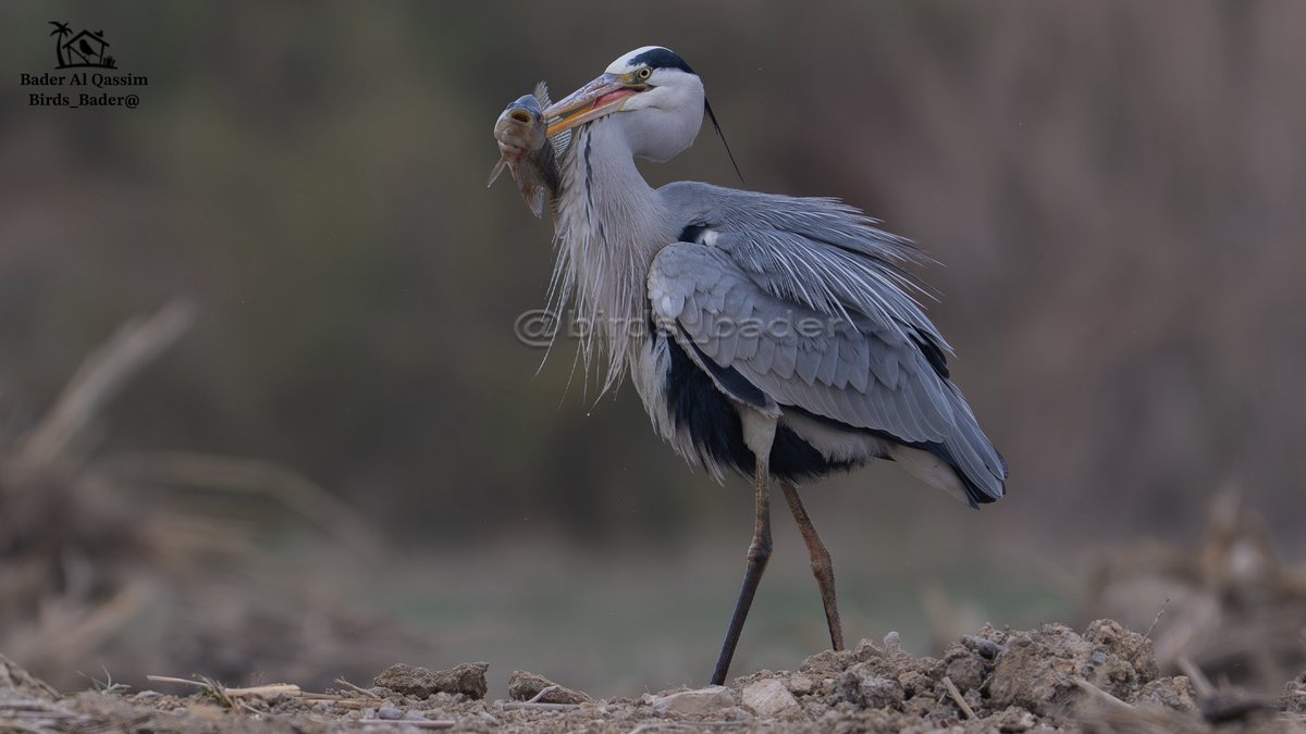 البلشون الرمادي 

Grey Heron

Ardea cinerea

الحالة : مقيم

الموقع : منطقة الرياض

#السعودية #طيور_السعودية  
#birds #تصويري #saudi_birds #طيور #هشتاق_السعودية  #Ardeacinerea

#المركز_الوطني_للتنمية_الحياة_الفطرية
#GreyHeron

حساب خاص لرصد طيور السعودية 
 <a href="/Birds_bader2/">راصد طيور السعودية Saudi birds 🇸🇦</a>