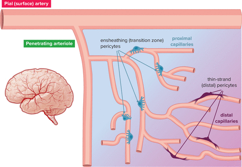 Physiology (APS Journal) tweet media