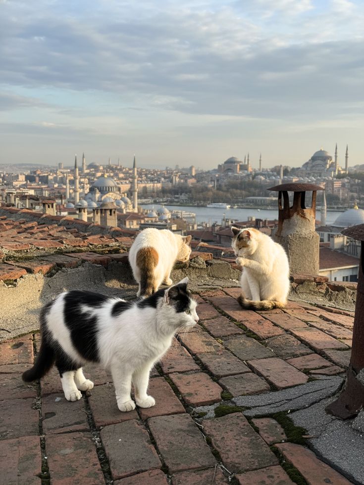 DailyCatsX's tweet image. 