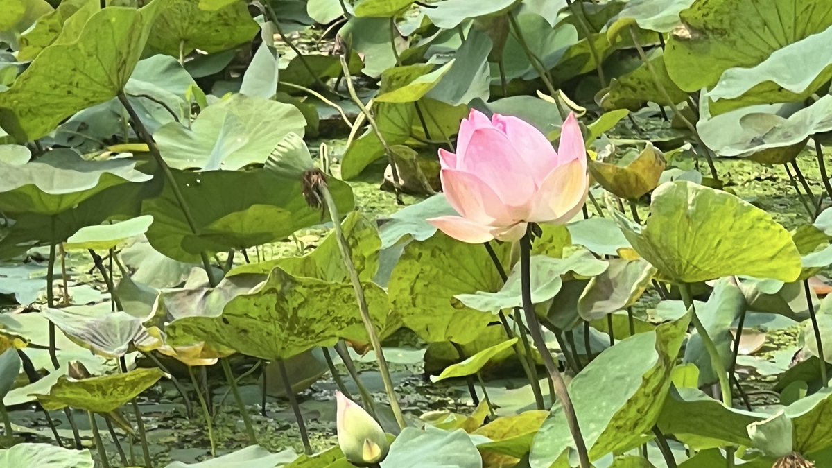 bleuefly^ྀི tweet media