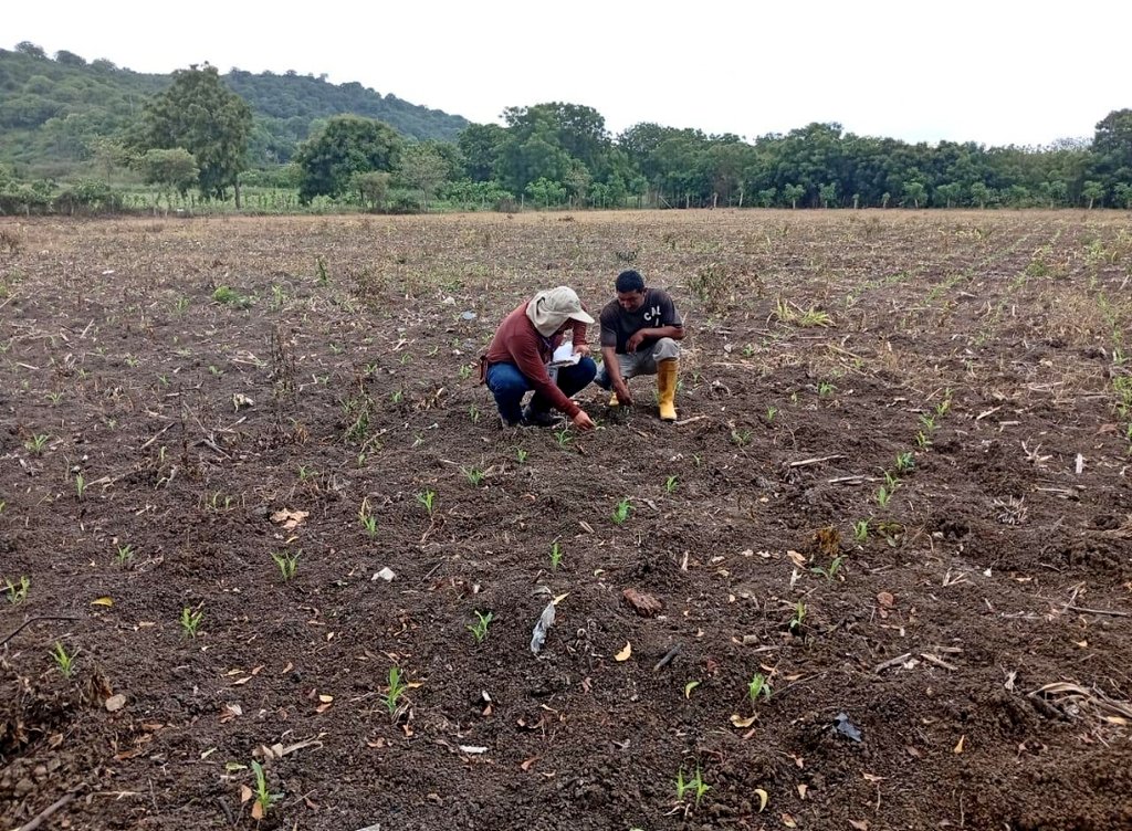 Agricultura_CZ4's tweet photo. #Manabí | El Gobierno de #ElNuevoEcuador, consciente de las necesidades del sector agrícola del país, despliega su contingente en territorio, con acompañamiento técnico desde la siembra hasta la cosecha, en los diferentes sistemas de producción.
#ElNuevoEcuador https://t.co/4xZIyfrLK4