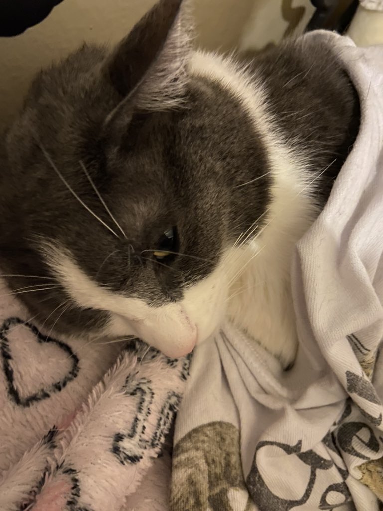 Soggy Cat enjoyer tweet media