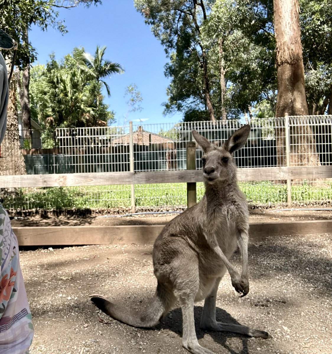 Konuştuk hallettik Ankara’yı rahat bırakacaklar ama Trabzon için söz vermediler