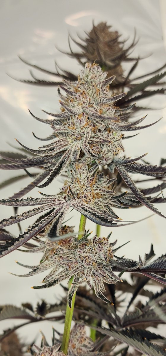 RocBud's tweet photo. Man oh man!! This pheno was kept for pure flavor!! There were so many phenos more frosty but none of them could match her flavor!! What is more important to you? #rocbudinc #rocbud #blueberryblizzy #cannabis https://t.co/BlILz2ccoo