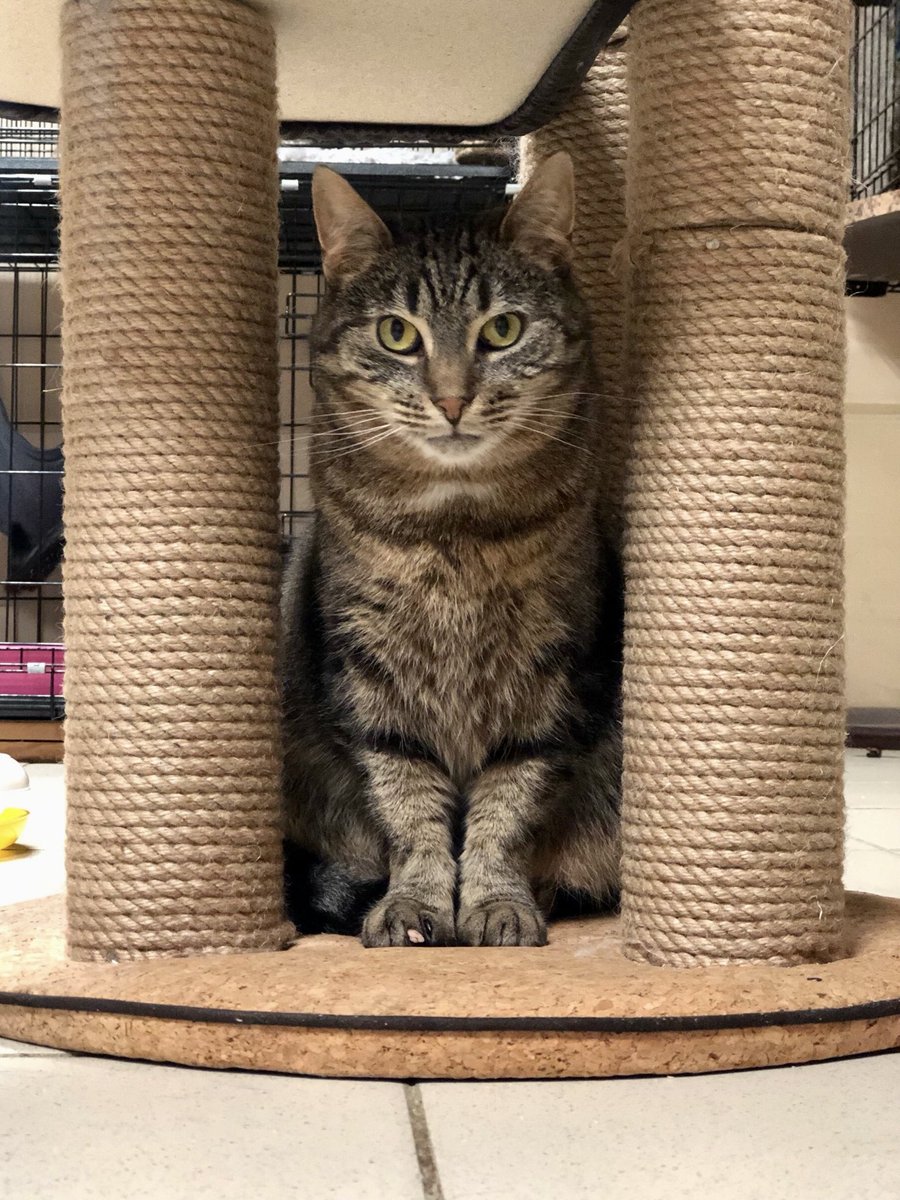 Приют Убежище tweet media